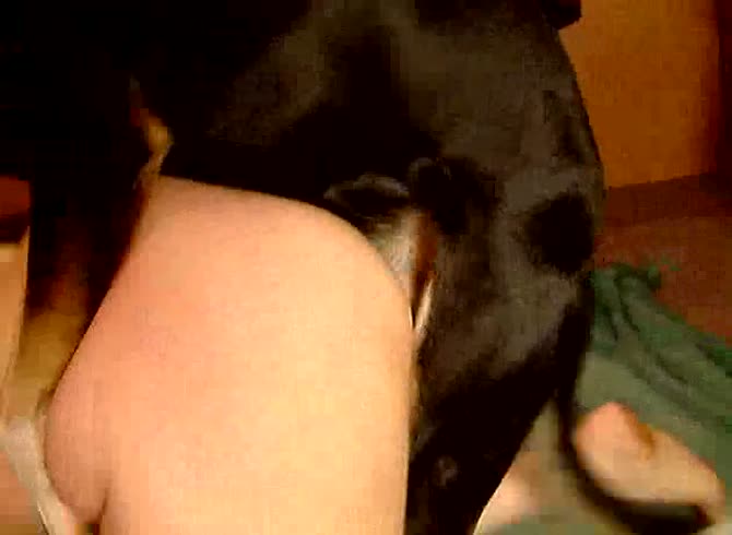 Video :K9 lady takes in dog's dick in doggystyle position